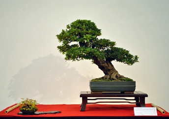 rhododendron bonsai a bonsai es suiseki mustra kiallittasan az exhibitor a kiallito nik rozman